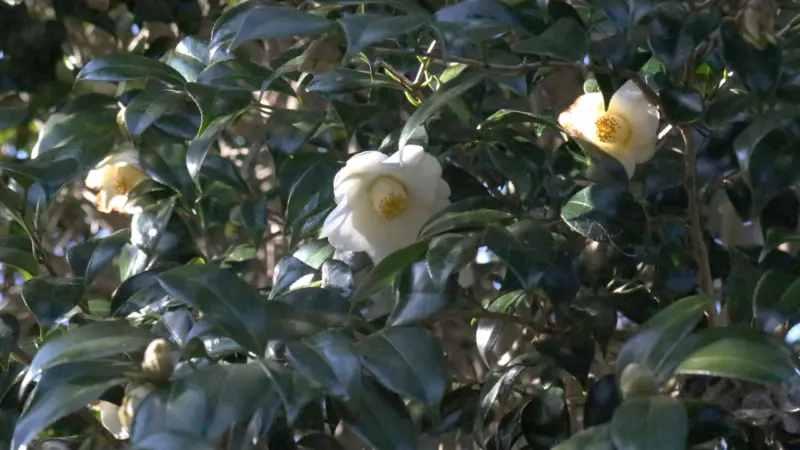 爪木崎の山茶花