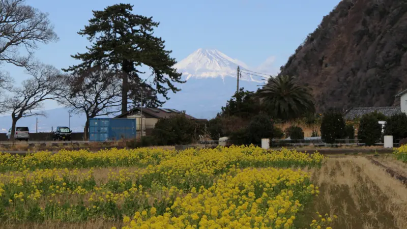 井田の花文字