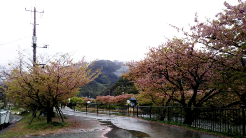 河津桜