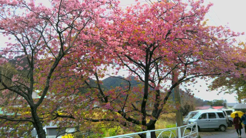 河津桜