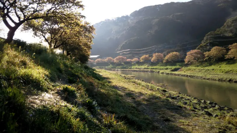 青野川沿いの桜