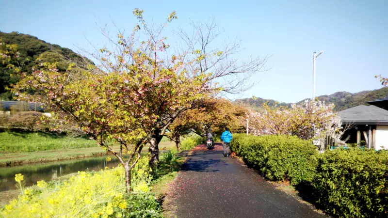 青野川沿いの桜