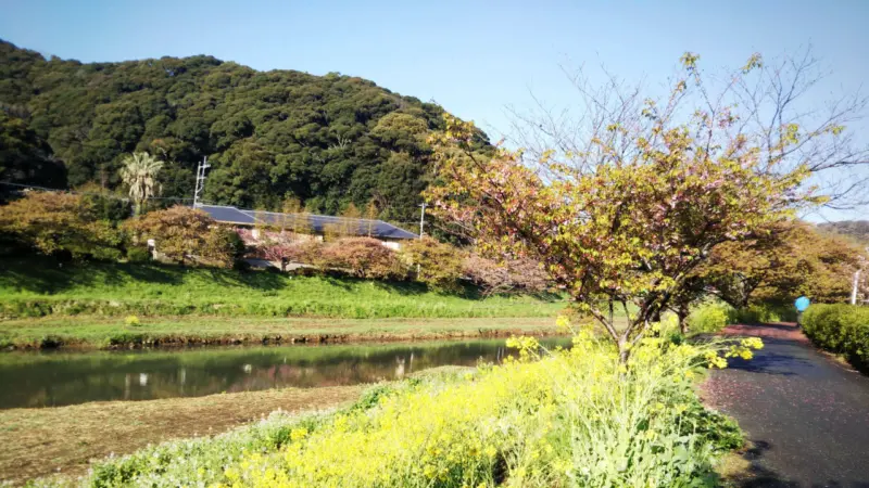 青野川沿いの桜