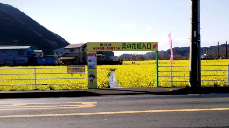 日野の菜の花畑