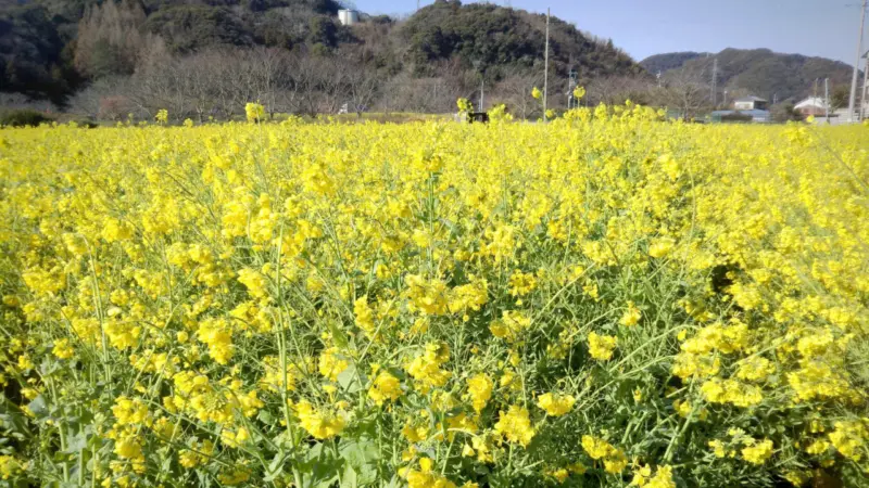 日野の菜の花畑