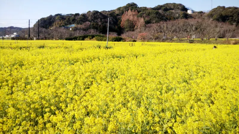 日野の菜の花畑