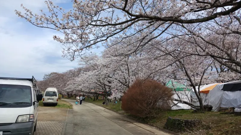 宮川堤の桜