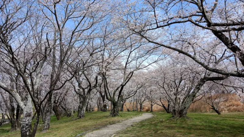 宮川堤の桜