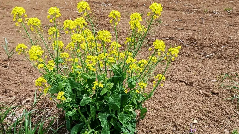 度会郡玉城町宮古の菜の花の名所