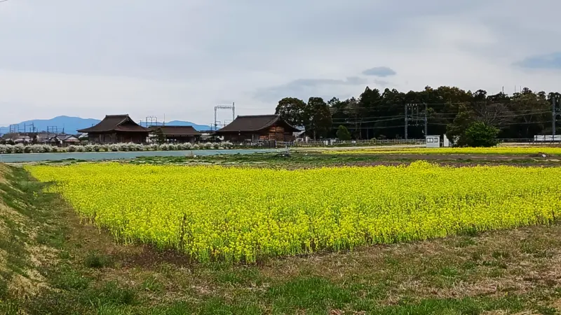 斎宮寮正殿 復元建物と菜の花