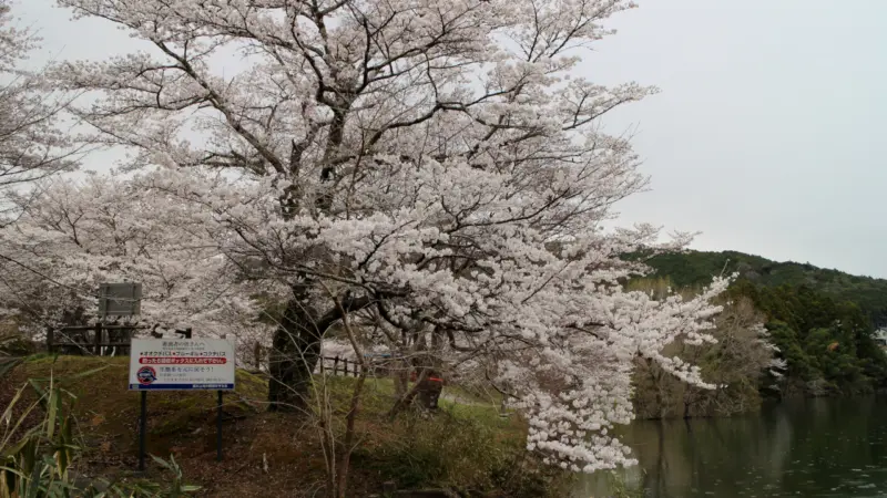 さくらの里公園