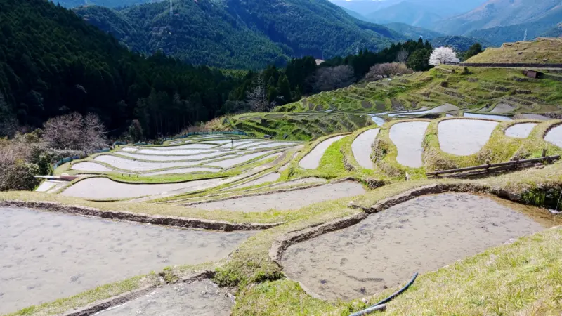 丸山千枚田