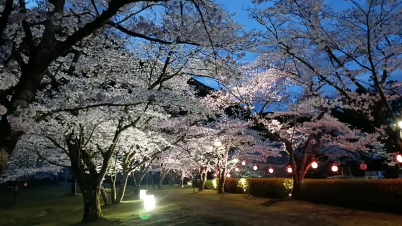 北山スポーツ公園夜桜