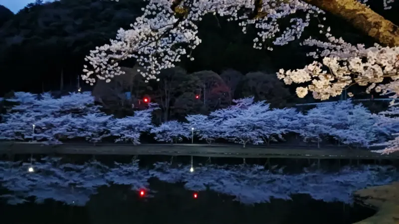 北山スポーツ公園夜桜