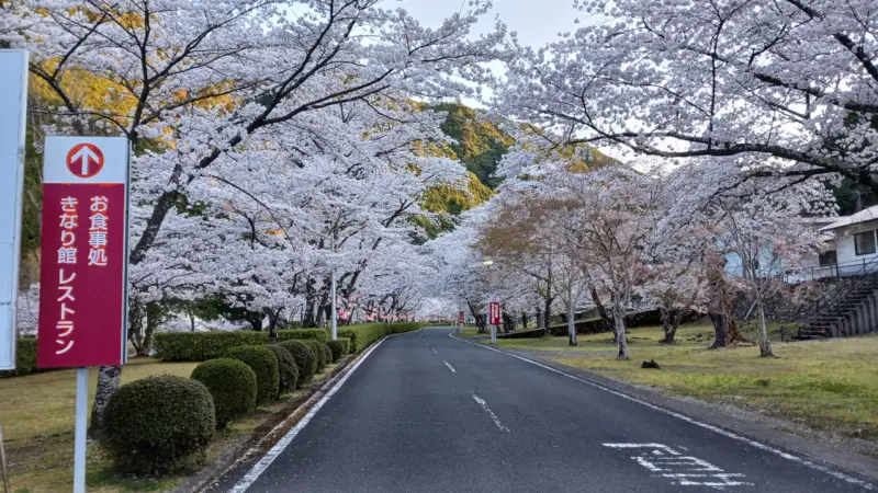 朝の下北山スポーツ公園の桜