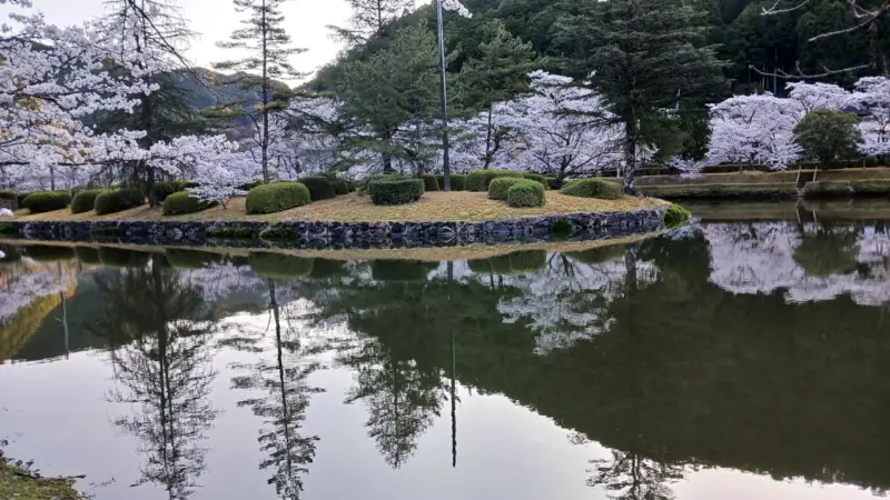 朝の下北山スポーツ公園の桜