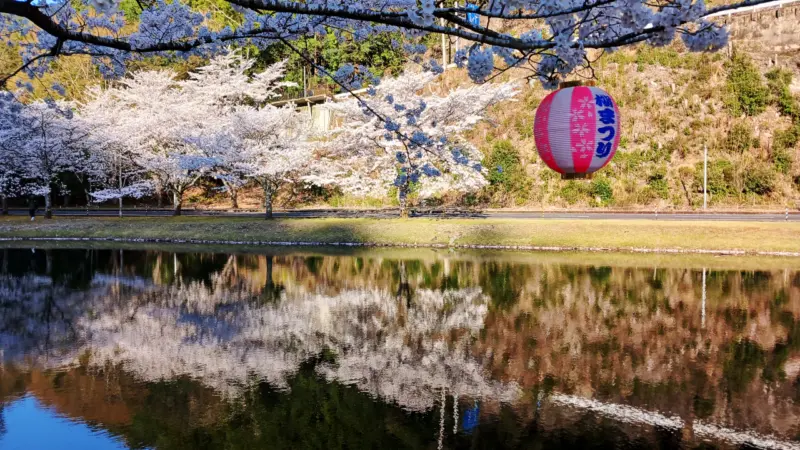 朝の下北山スポーツ公園の桜