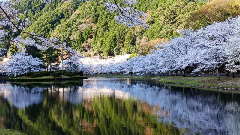 朝の下北山スポーツ公園の桜
