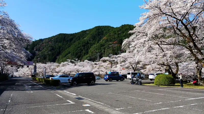 朝の下北山スポーツ公園の桜