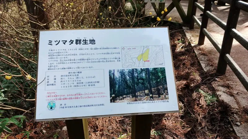 ミツマタ群生地説明板