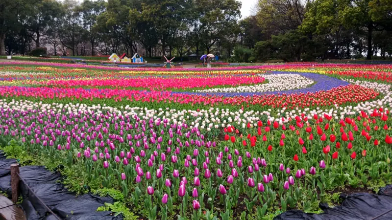木曽三川公園センターのチューリップ