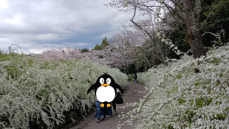 愛知県緑化センターサクラとユキヤナギ