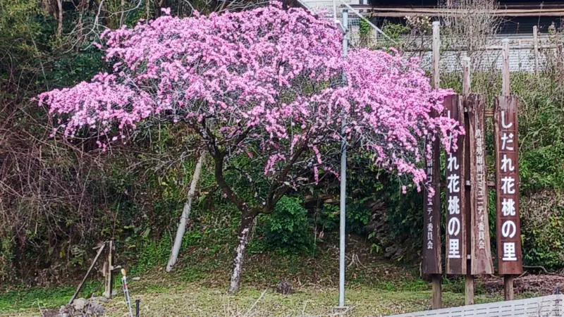 しだれ花桃の里