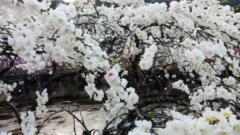 しだれ花桃の里