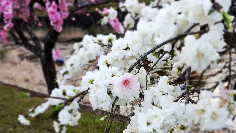 しだれ花桃の里