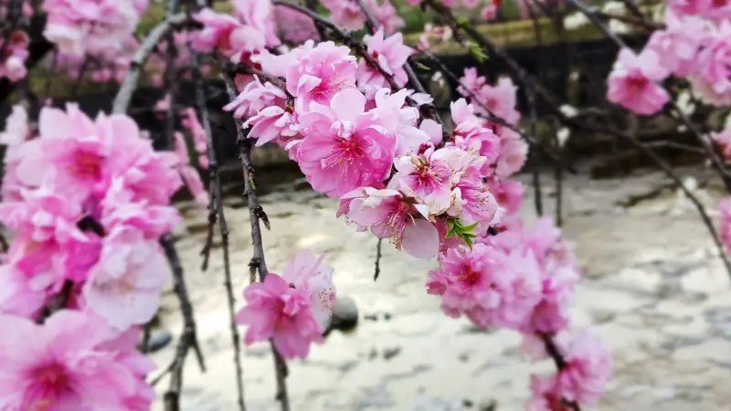 しだれ花桃の里