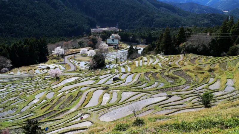 丸山千枚田