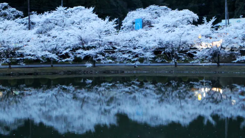 北山スポーツ公園夜桜
