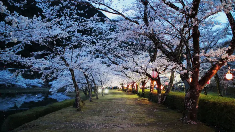北山スポーツ公園夜桜