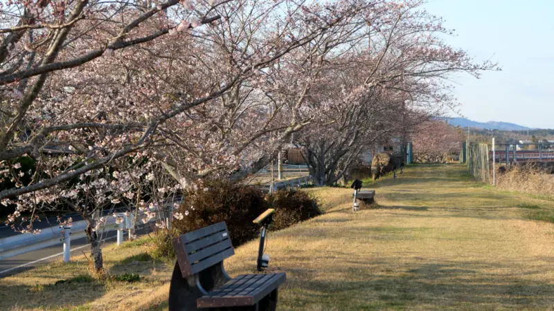 依那古木津川提・桜並木