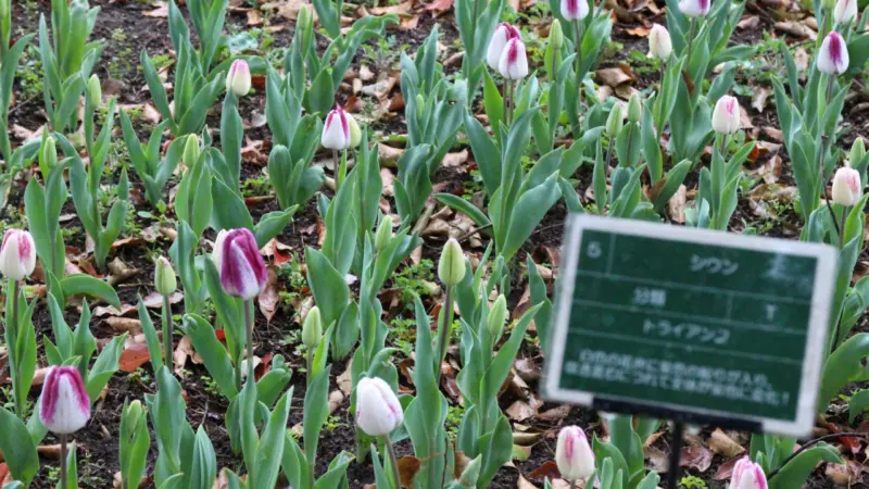 木曽三川公園センターのチューリップ