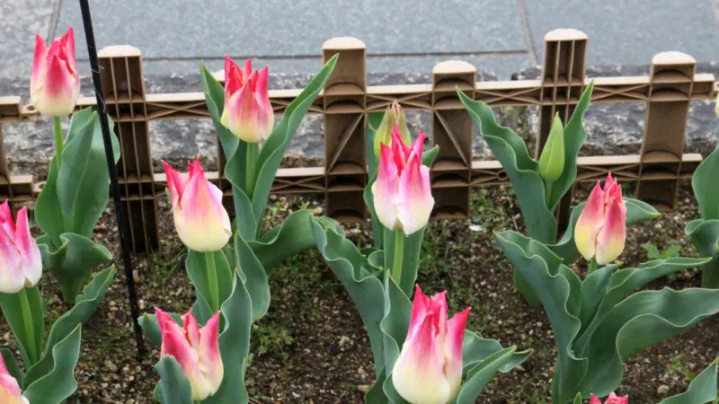 木曽三川公園センターのチューリップ