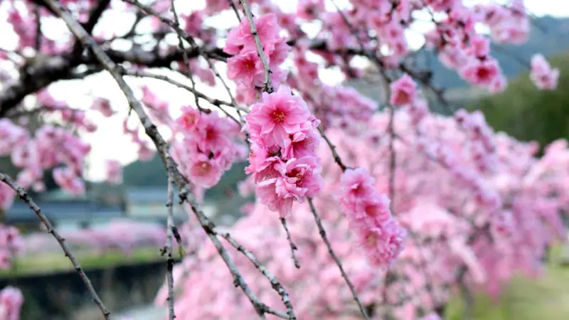 しだれ花桃の里