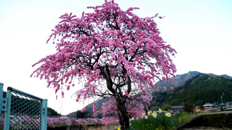しだれ花桃の里