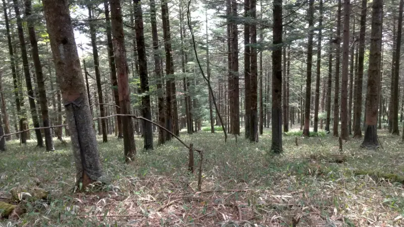杉林