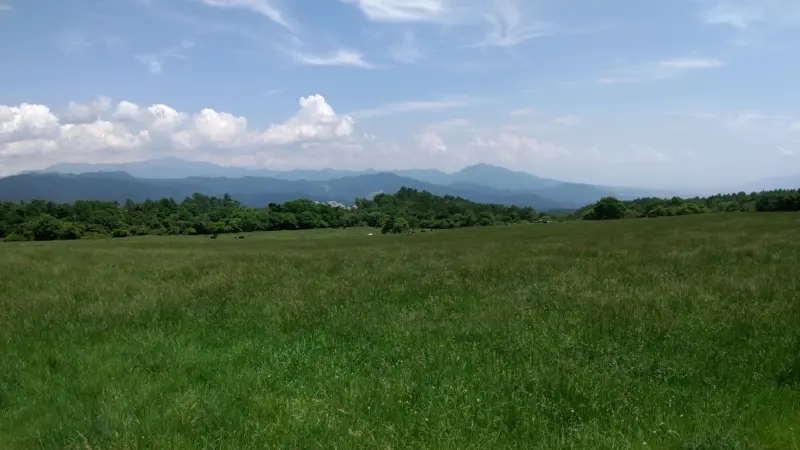 牛の放牧