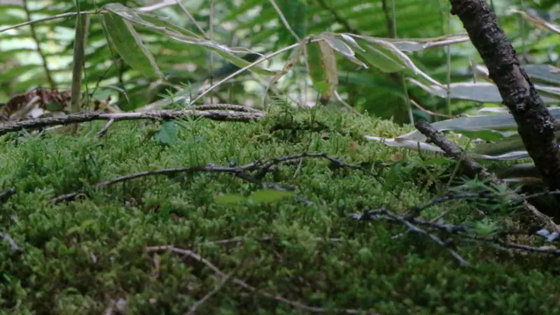 苔と杉