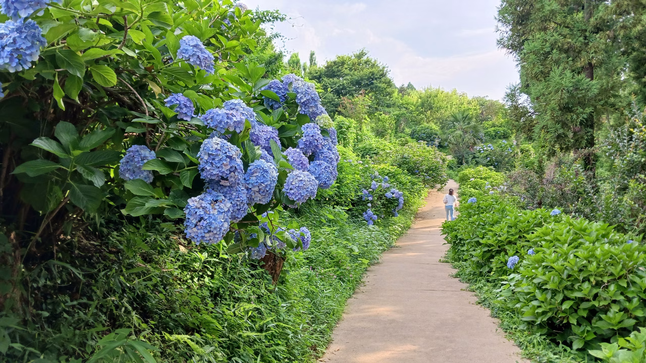 下仁田あじさい園