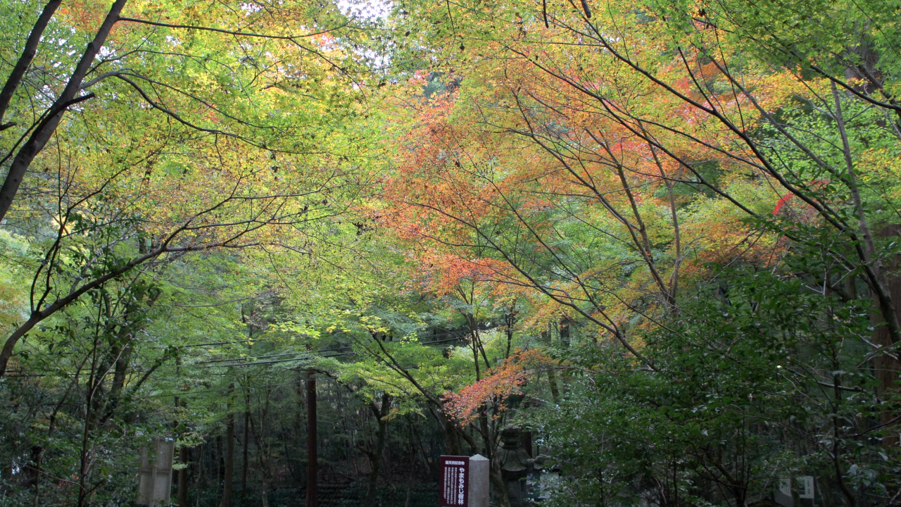 やまもみじ樹林