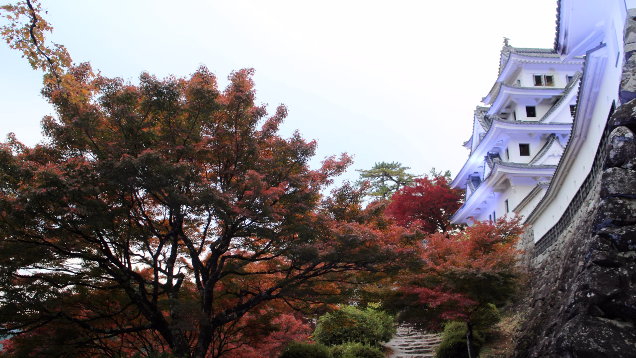 ライトアップされた八幡城と紅葉