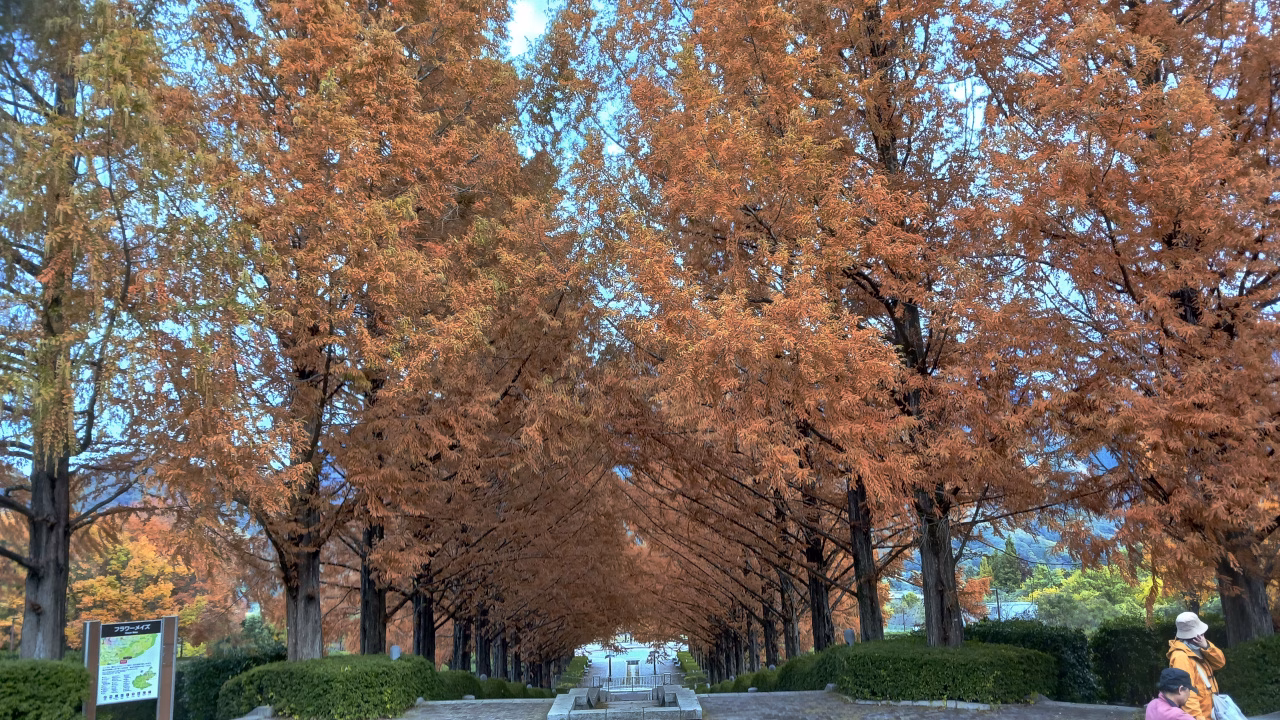 富士川クラフトパークフラワーメイズ