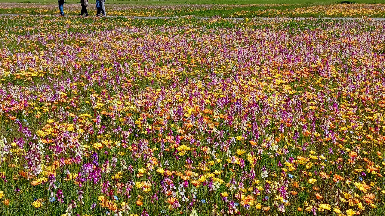 松崎町：田んぼを使った花畑