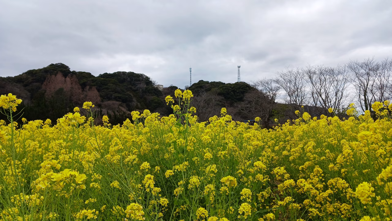 日野 元気な百姓達の花畑