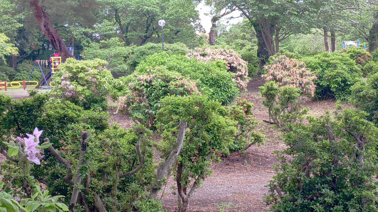 つつじ公園の枯れたつつじ