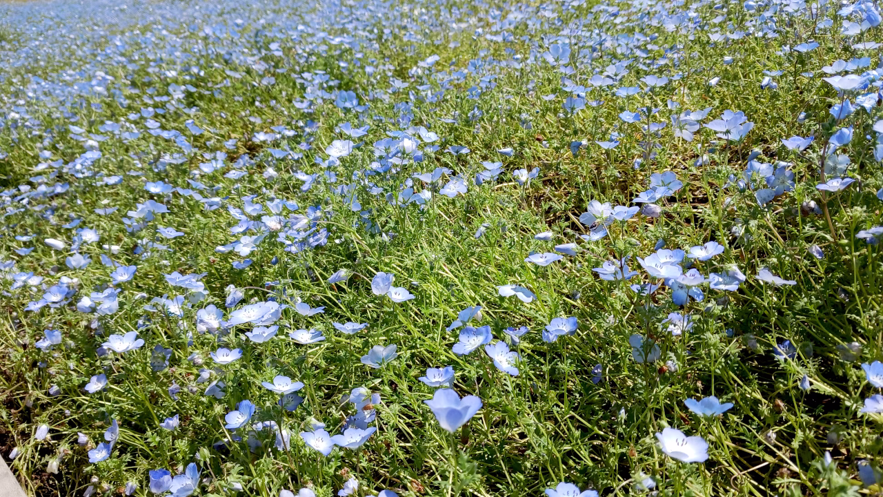 花ひろばのネモフィラ
