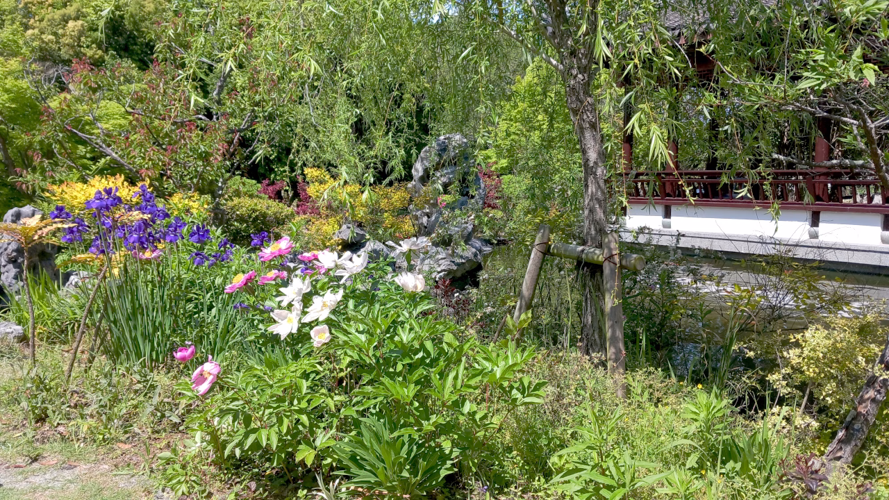 中国エリア周辺の花たち